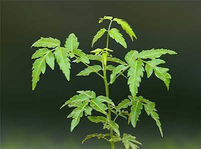 Neem Capsules